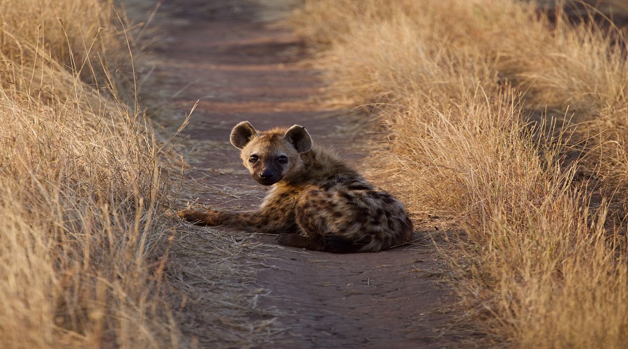 East Africa Safari Vacations: Perfect for Family Adventures